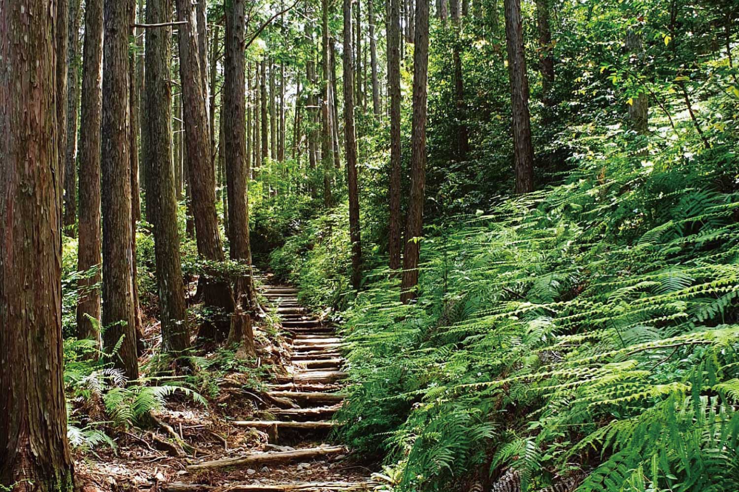 熊野古道 大日越